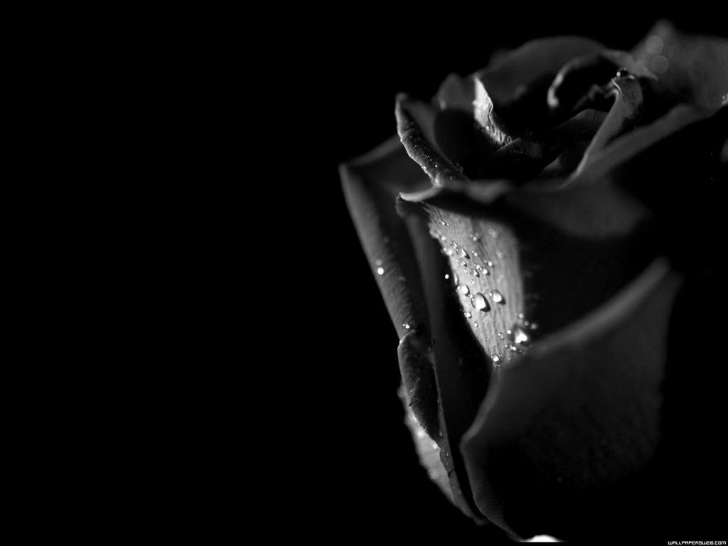 Detail Black Rose Background Nomer 45