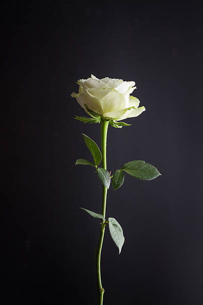 Detail Black Rose Background Nomer 46