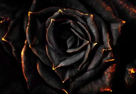 Detail Black Rose Background Nomer 47
