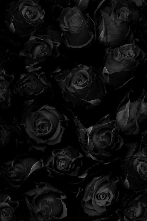 Detail Black Rose Background Nomer 48