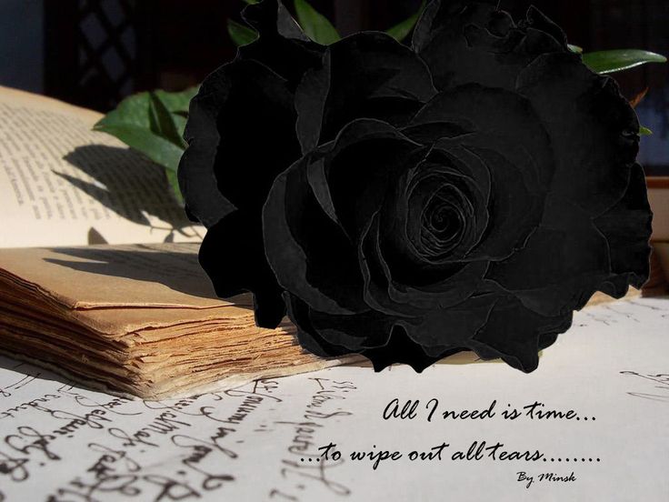 Detail Black Rose Background Nomer 49