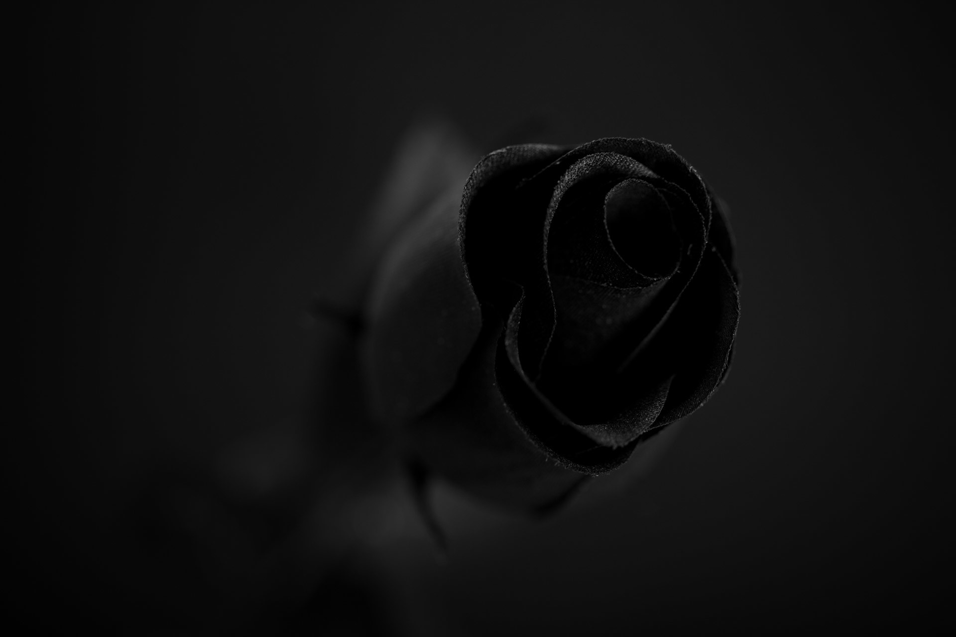 Detail Black Rose Background Nomer 50
