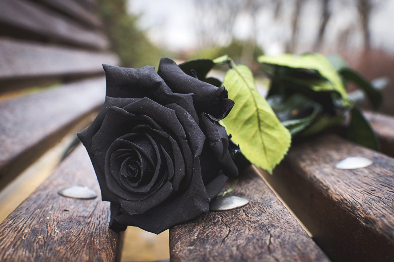 Detail Black Rose Background Nomer 51