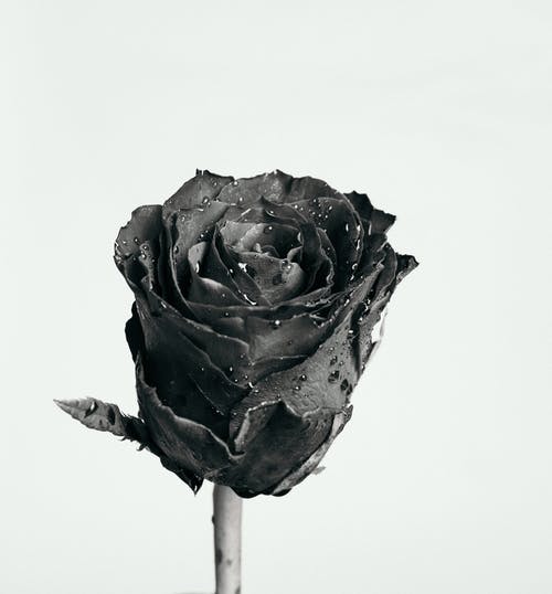 Detail Black Rose Background Nomer 55