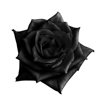 Detail Black Rose Background Nomer 57