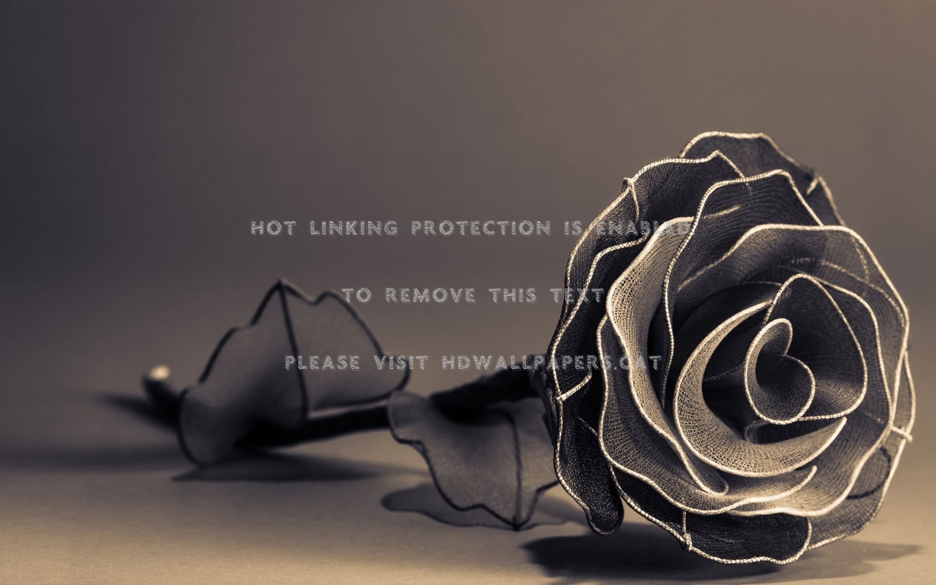 Detail Black Rose Background Nomer 58