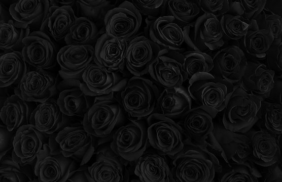 Detail Black Rose Background Nomer 8