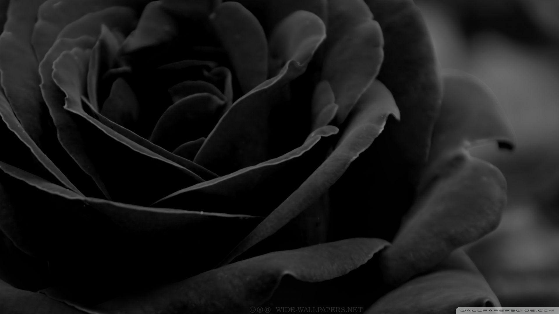 Detail Black Rose Hd Nomer 18