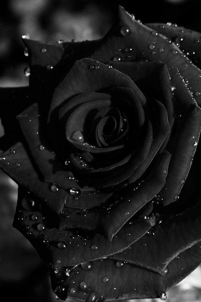 Detail Black Rose Hd Nomer 19