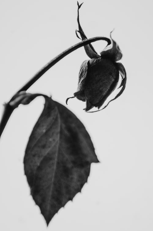 Detail Black Rose Hd Nomer 33