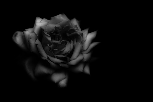 Detail Black Rose Hd Nomer 34