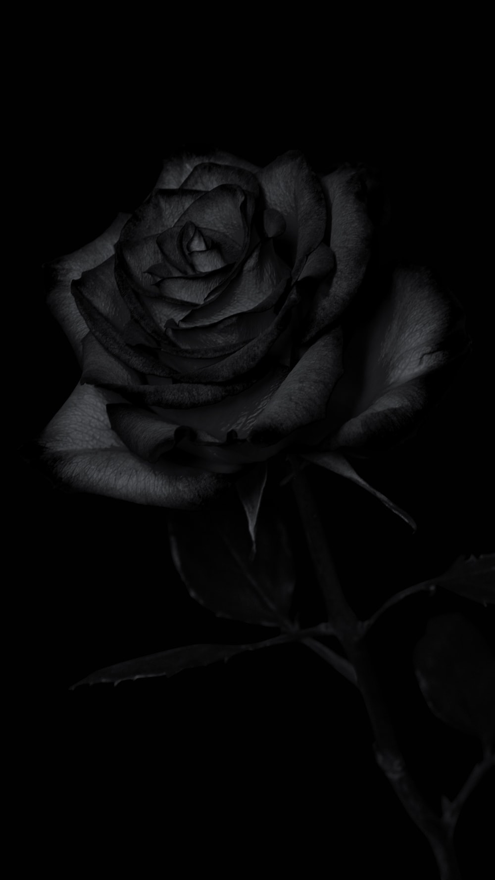 Detail Black Rose Hd Nomer 5