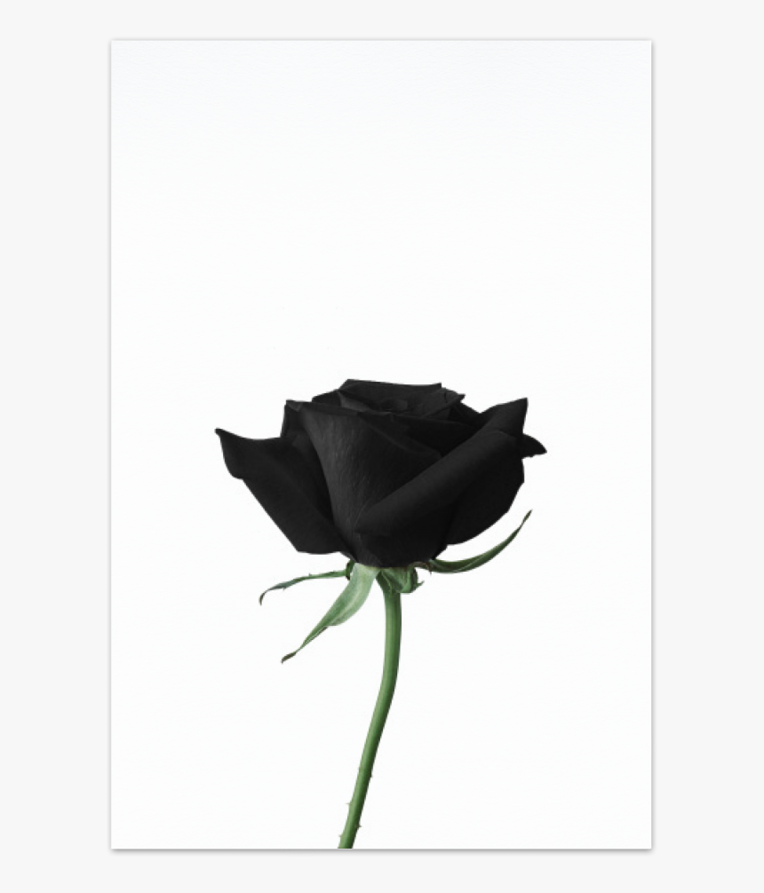 Detail Black Rose Hd Nomer 44