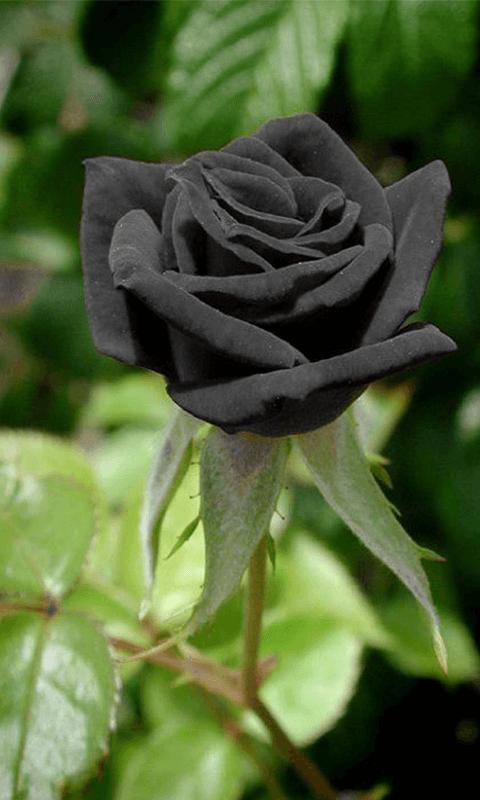 Detail Black Rose Hd Nomer 47