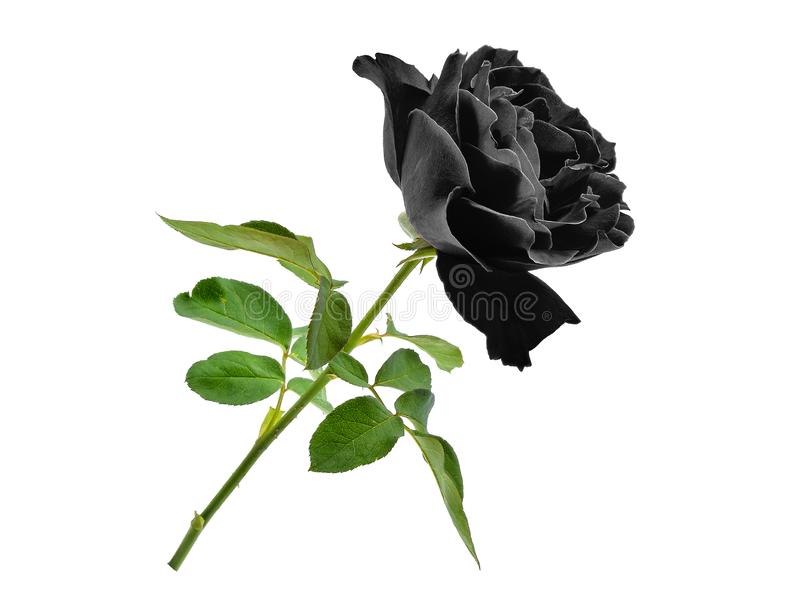 Detail Black Rose Hd Nomer 49