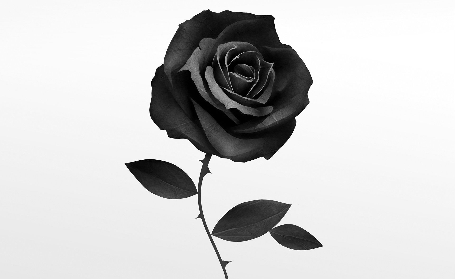 Detail Black Rose Hd Nomer 6