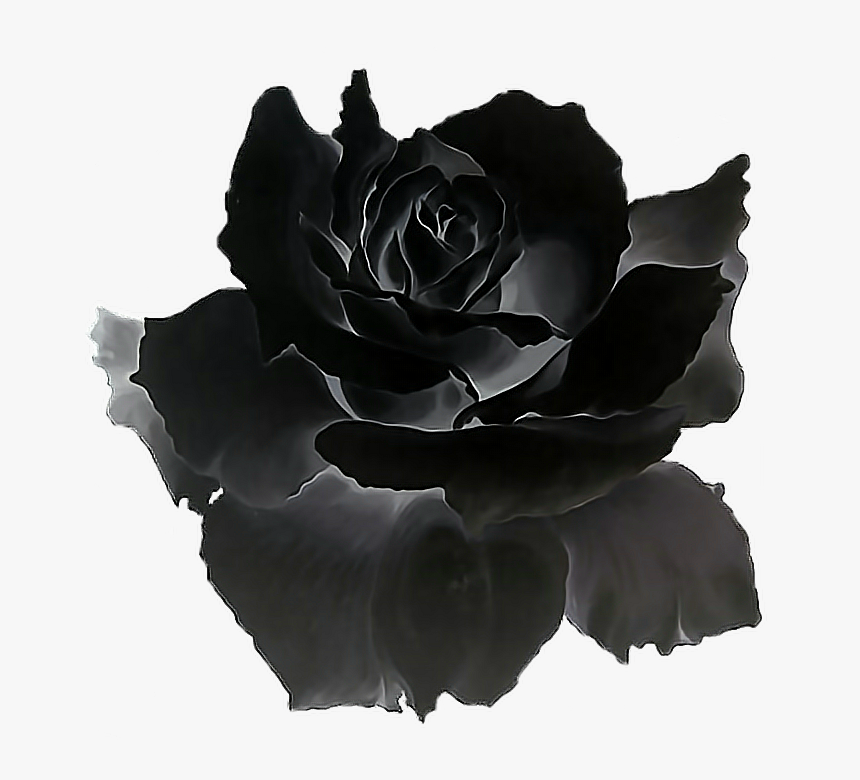 Detail Black Rose Hd Nomer 53