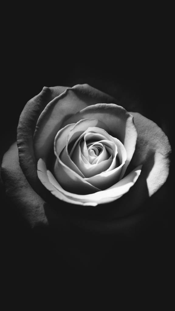 Detail Black Rose Hd Nomer 56