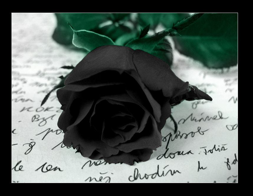 Detail Black Rose Images Nomer 11