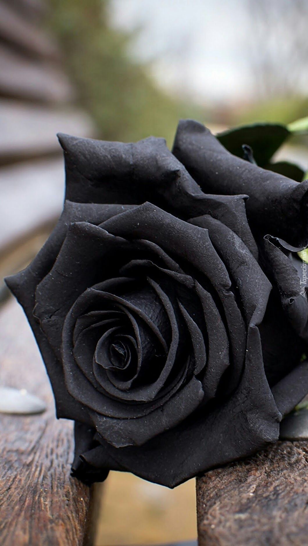 Detail Black Rose Images Nomer 20