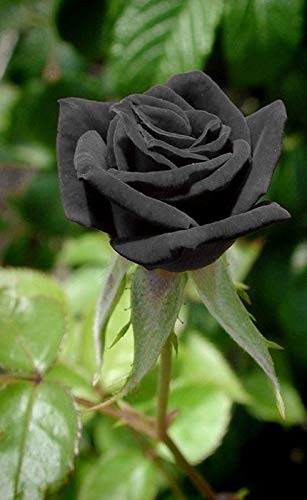 Detail Black Rose Images Nomer 27