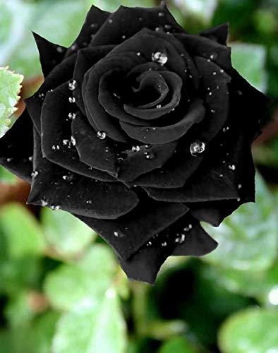 Detail Black Rose Images Nomer 28