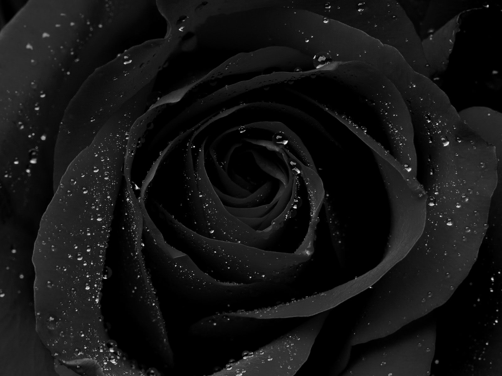 Detail Black Rose Images Nomer 38