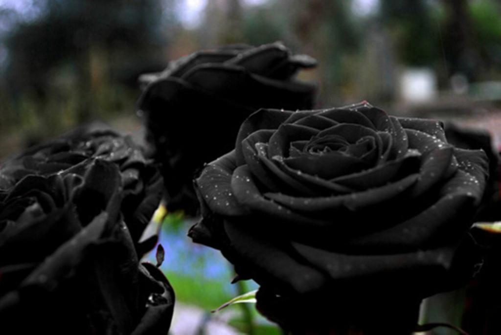 Detail Black Rose Images Nomer 46