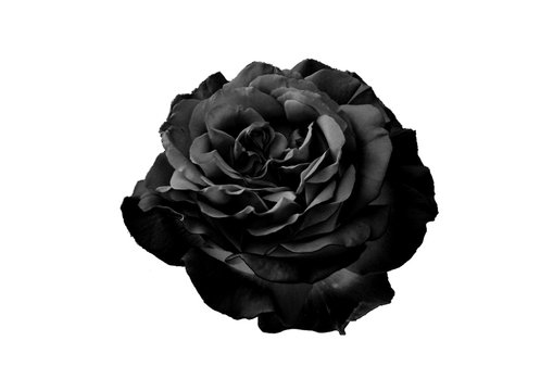 Detail Black Rose Images Nomer 48