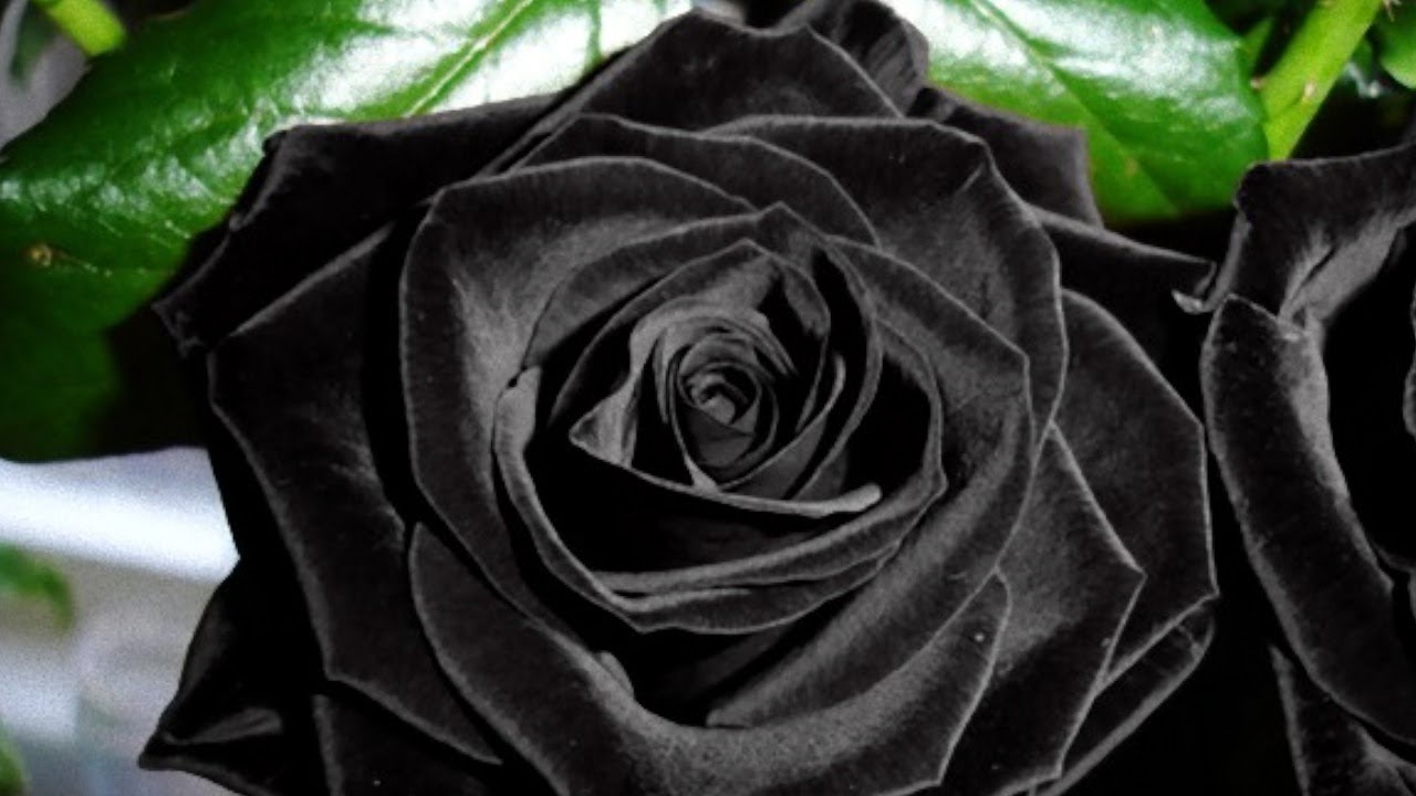 Detail Black Rose Images Nomer 56