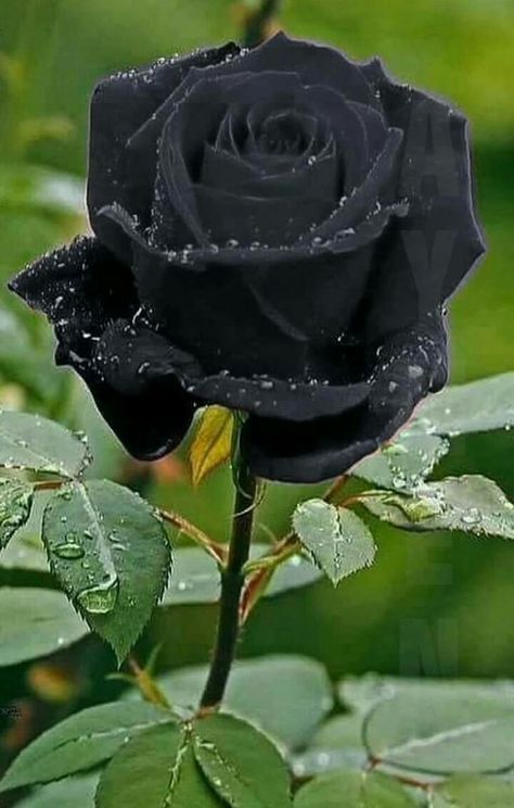 Detail Black Rose Images Nomer 7