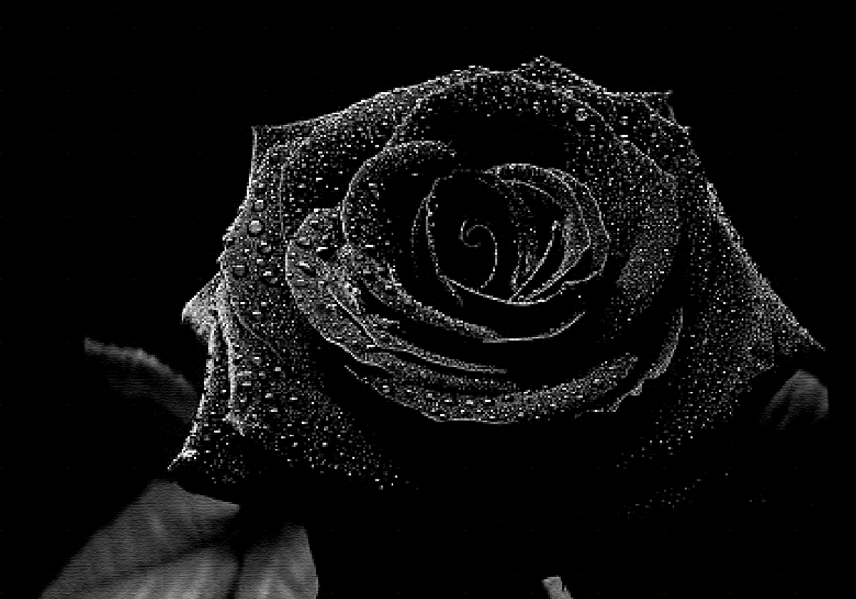 Detail Black Rose Tumblr Nomer 26