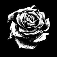 Detail Black Rose Vector Nomer 14