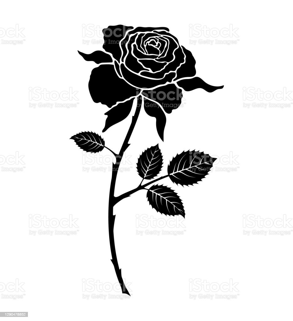 Detail Black Rose Vector Nomer 28