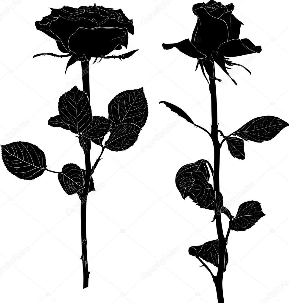 Detail Black Rose Vector Nomer 30