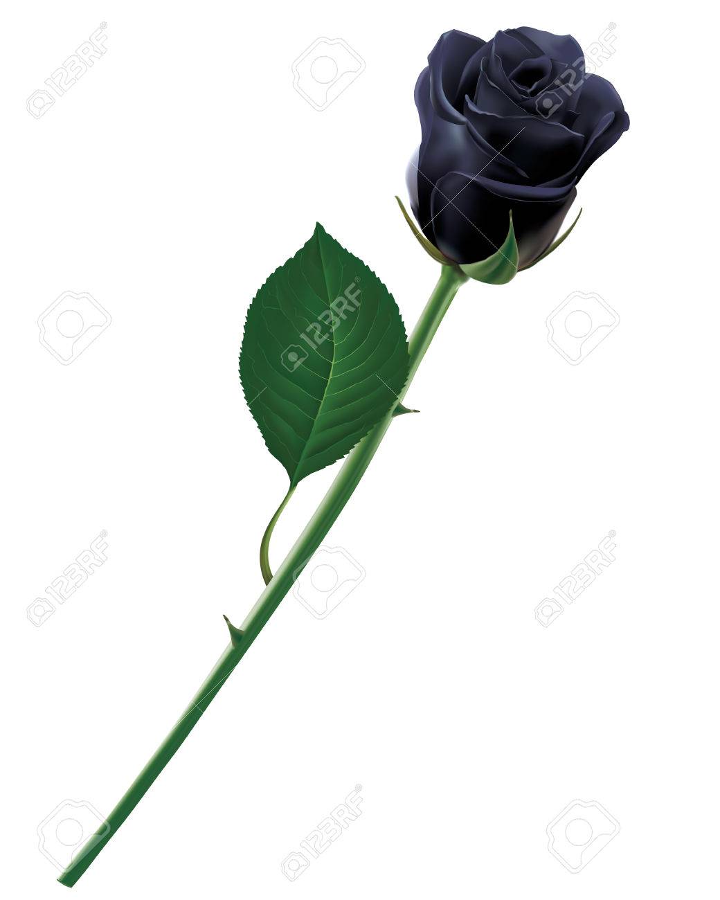 Detail Black Rose Vector Nomer 40