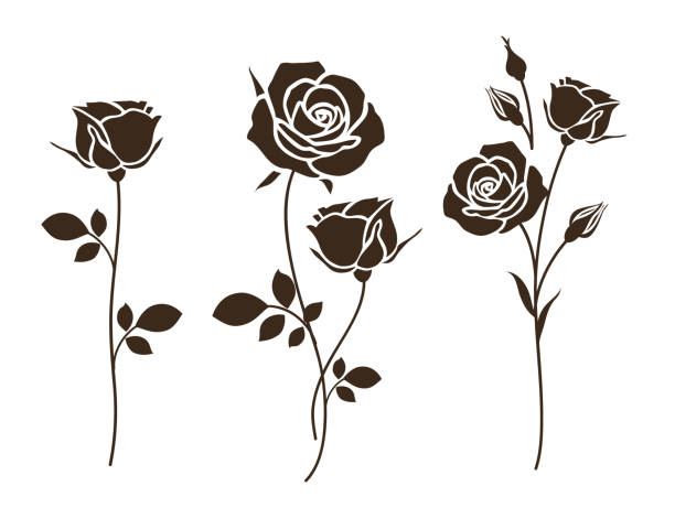 Detail Black Rose Vector Nomer 54