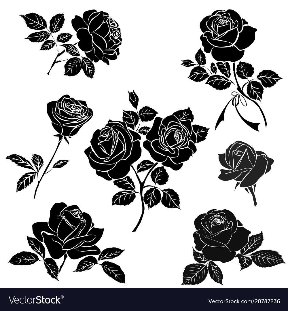 Detail Black Rose Vector Nomer 8