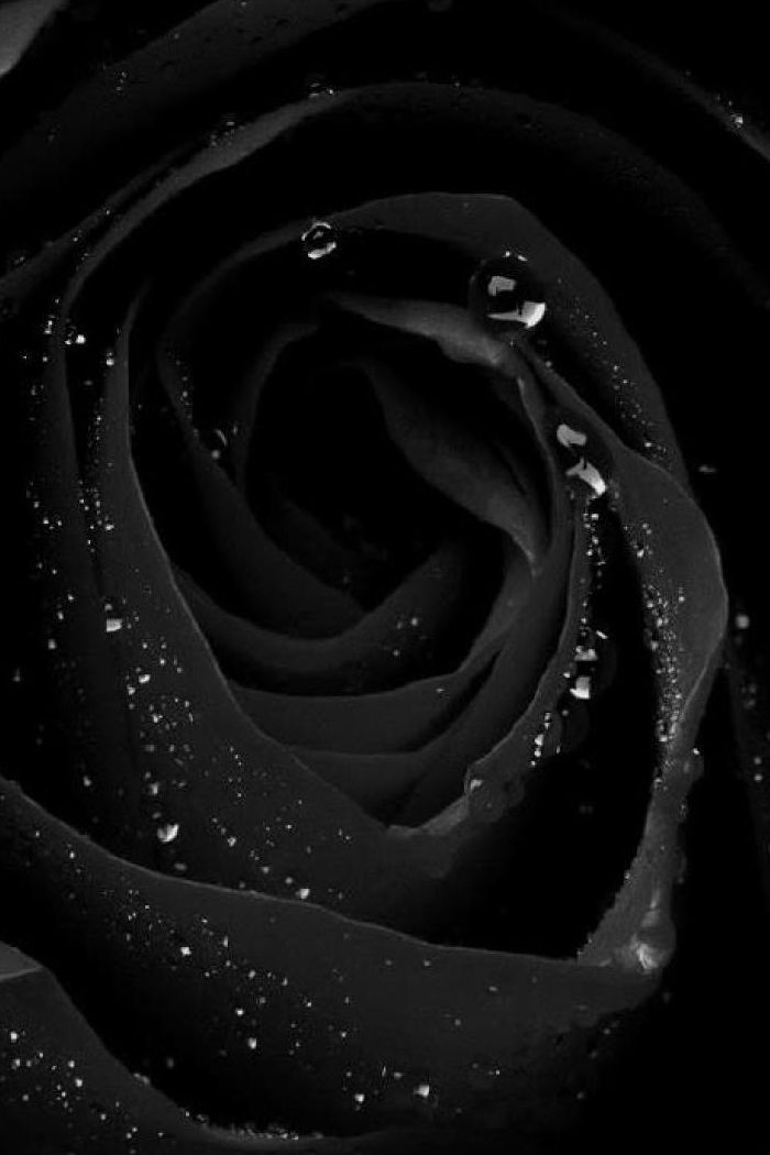 Detail Black Rose Wallpaper Nomer 15