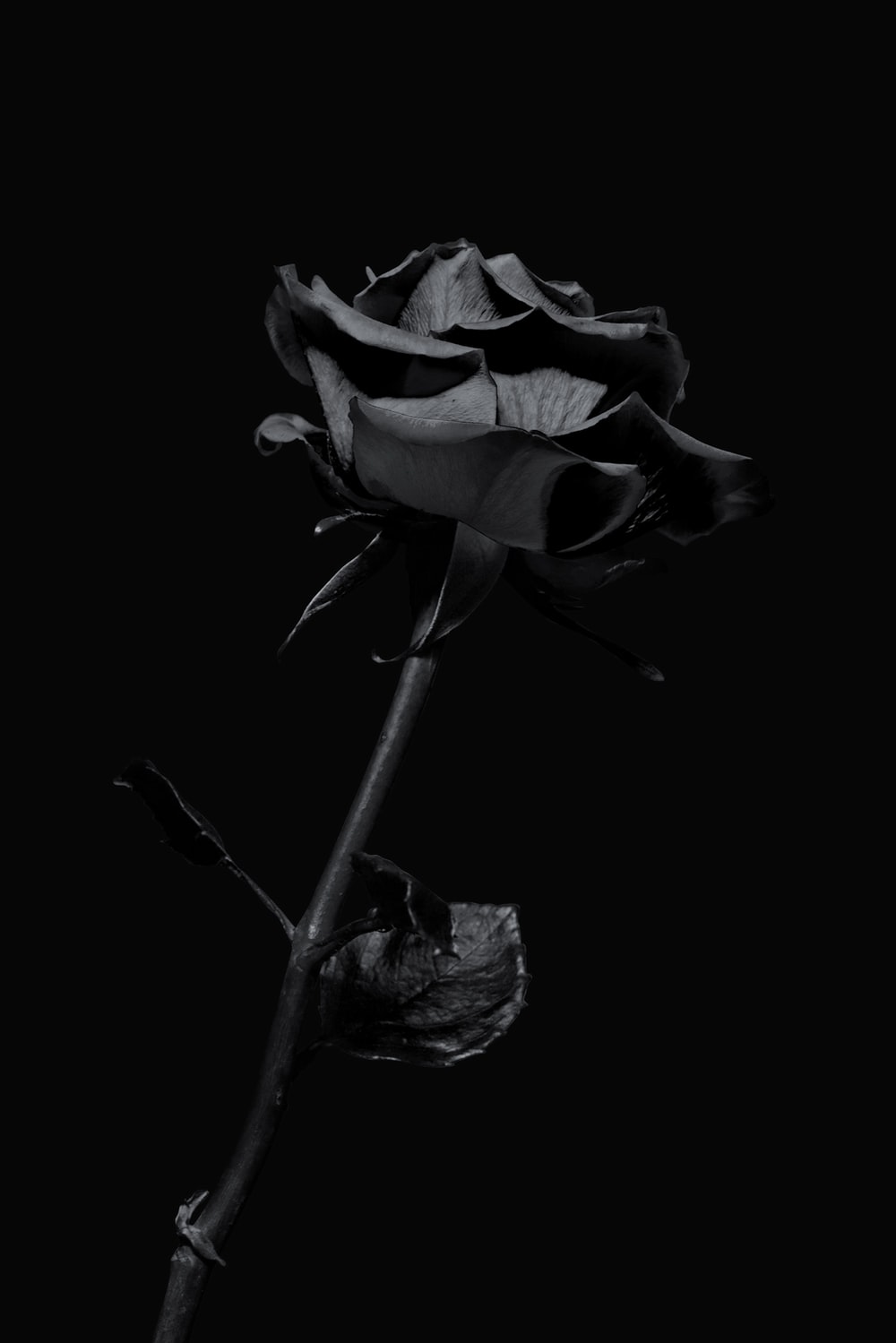 Detail Black Rose Wallpaper Nomer 3