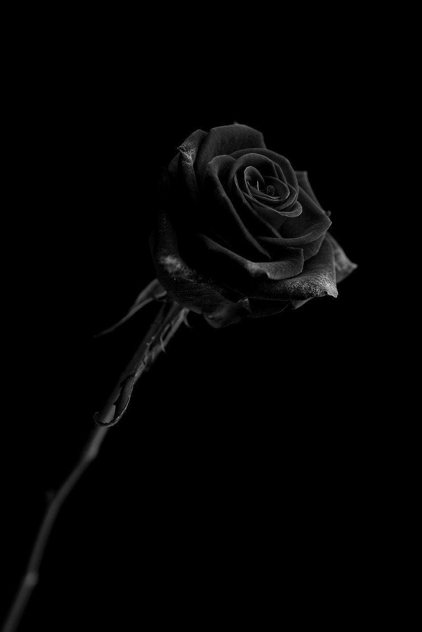 Detail Black Rose Wallpaper Nomer 21