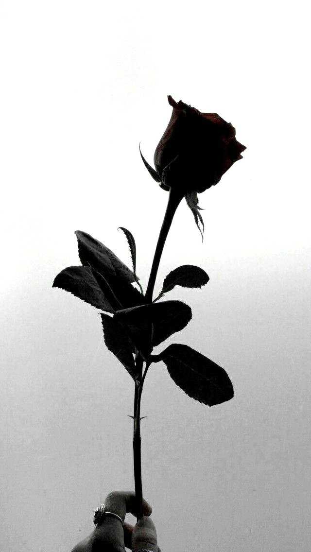 Detail Black Rose Wallpaper Nomer 24