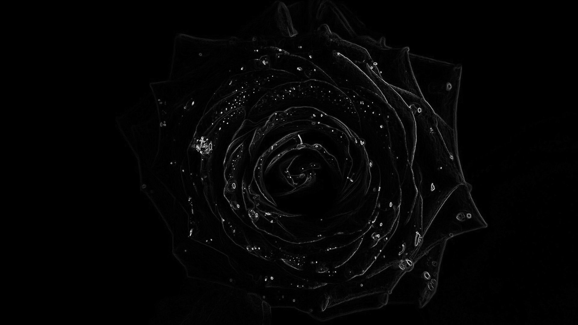 Detail Black Rose Wallpaper Nomer 28