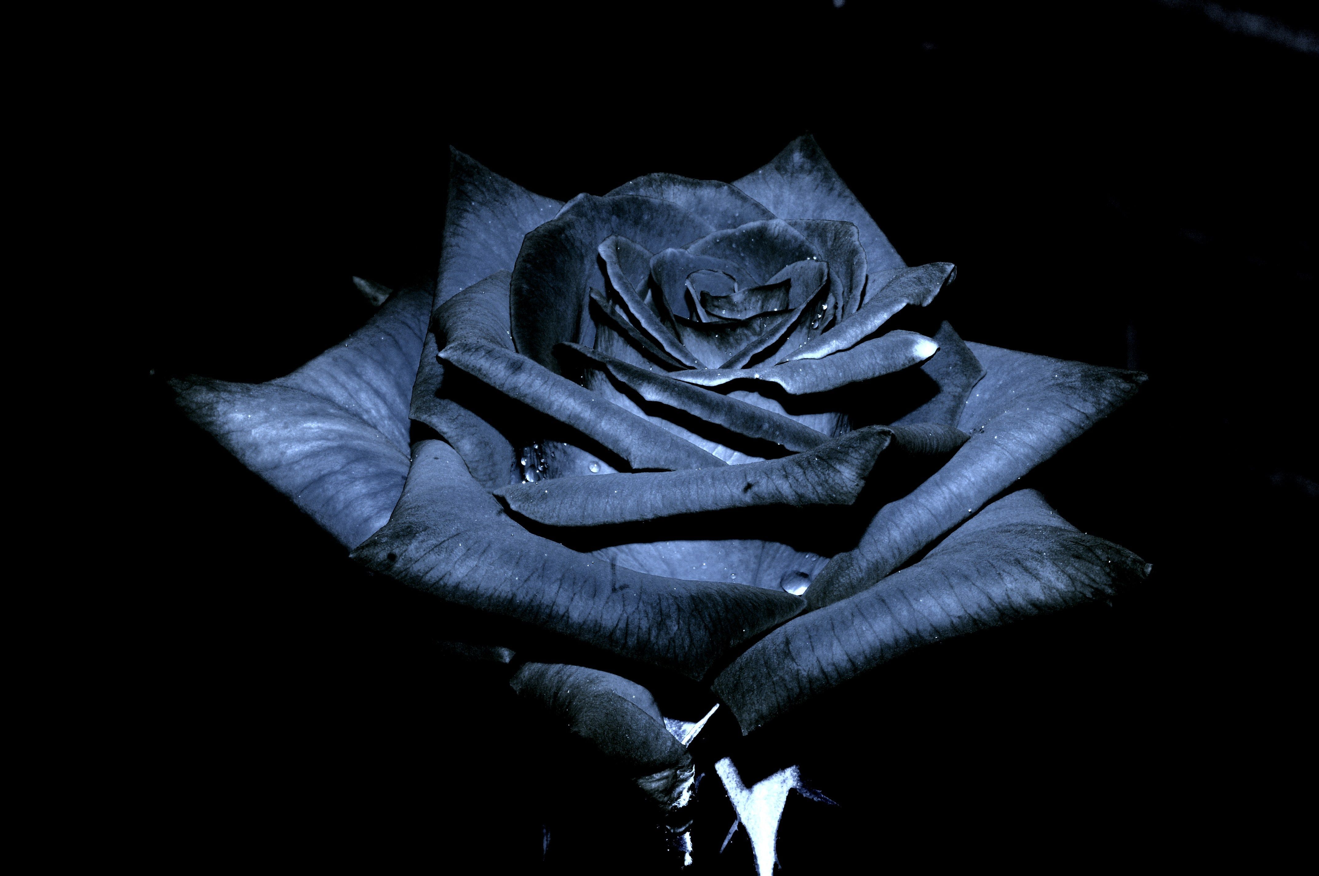 Detail Black Rose Wallpaper Nomer 34