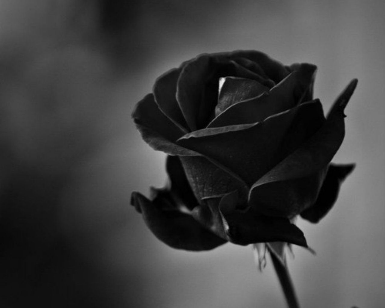 Detail Black Rose Wallpaper Nomer 5