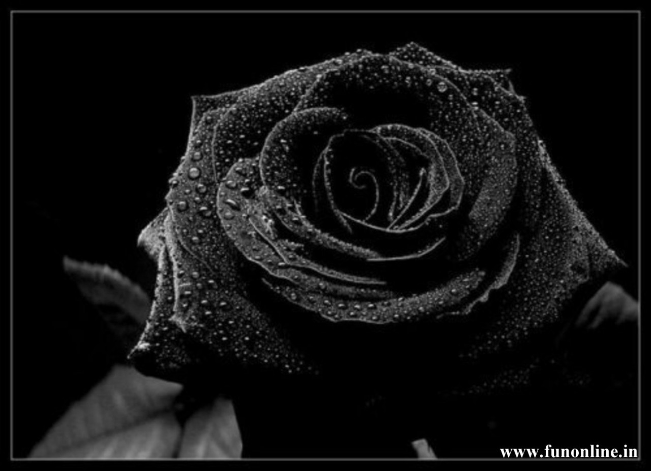 Detail Black Rose Wallpaper Nomer 43