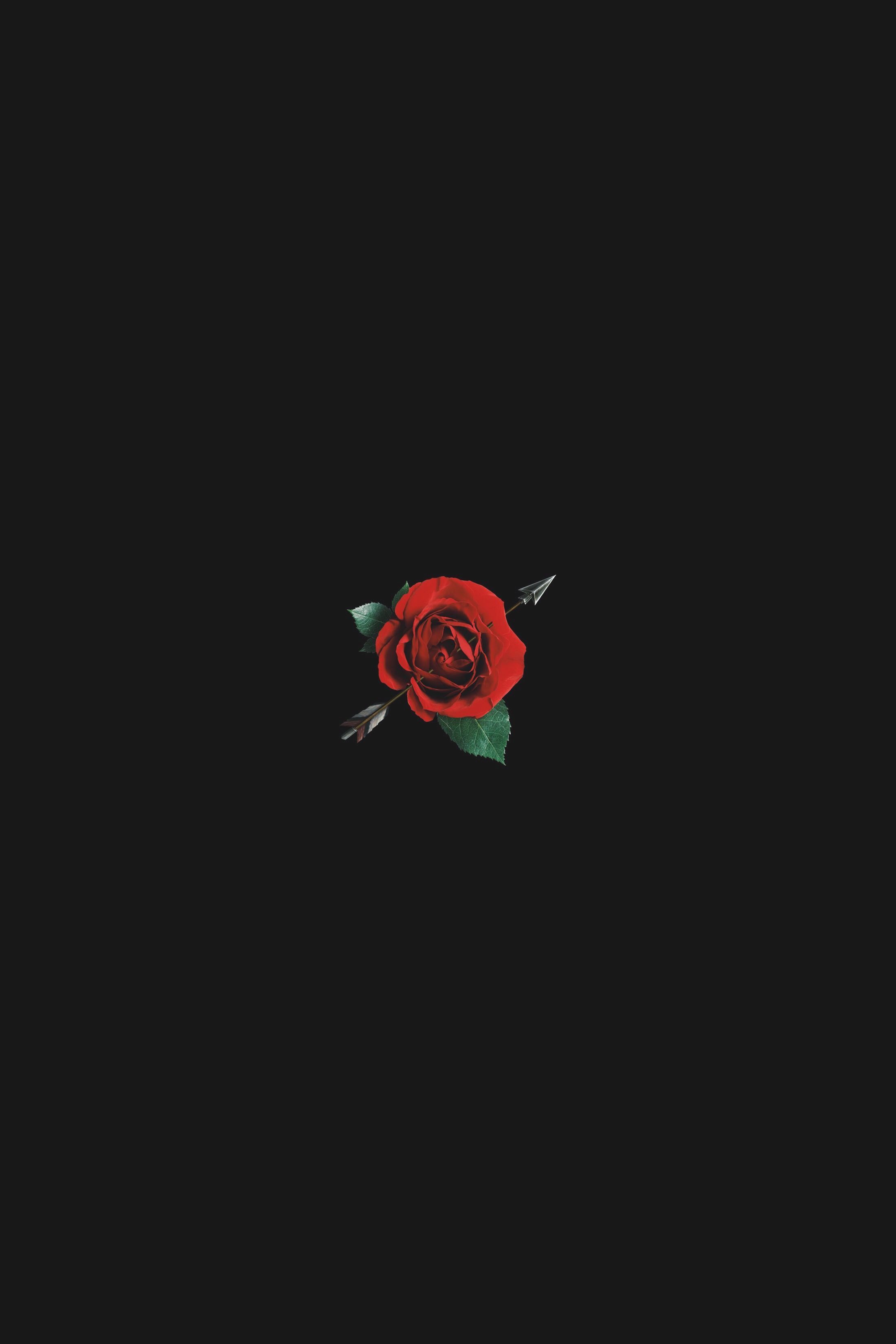 Detail Black Rose Wallpaper Nomer 7