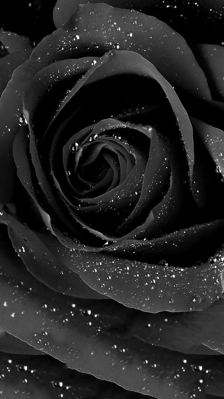 Detail Black Rose Wallpaper Nomer 10