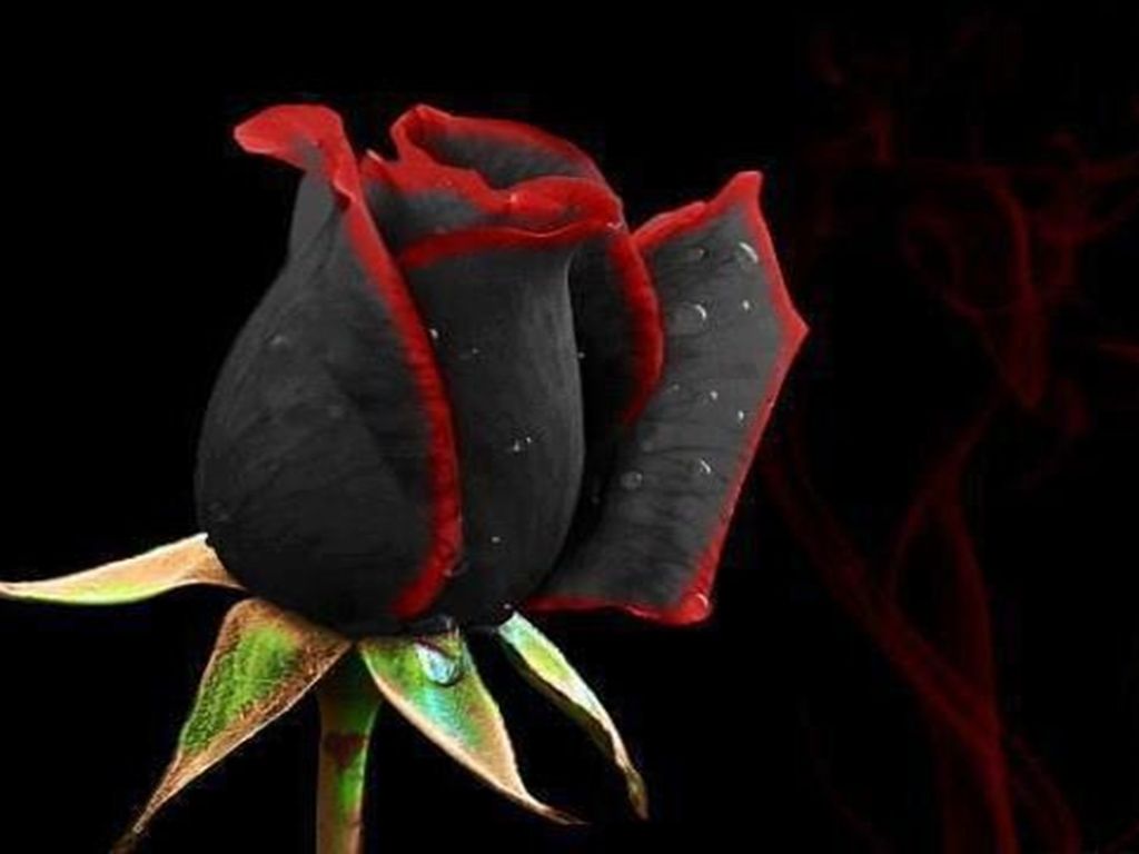 Detail Black Rose Wallpaper Hd Nomer 15