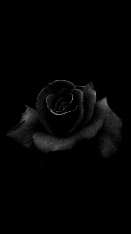 Detail Black Rose Wallpaper Hd Nomer 16